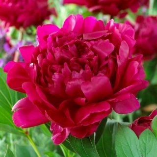 Double Dark Red Peony Perennial Resistant Flowers Bonsai Fragrant Rare Plants
