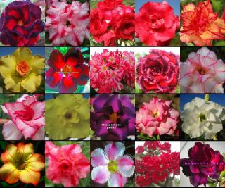 Adenium Obesum Desert Rose " 20types Identified By Color " 1100 Seeds Rare