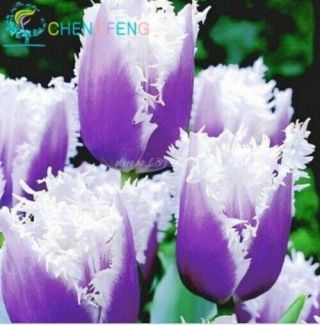 Tulip Bulbs Perennial Impressive Resistant Rare Bonsai Flower Ice Cream Potted