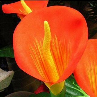 Calla Lily Bulbs,  True Orange Calla Flowers,  Not Seeds,  Rare Flowers