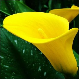 Calla Lily Bulbs,  Not Seed,  Rare Flower Bulbs,  Yellow Calla Lily Flower