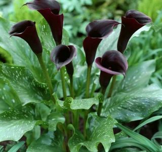 Calla Lily Bulbs,  Not Seeds,  Rare Flowers,  True Black Calla Flowers