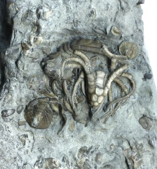 Rare Euspirocrinus Crinoid With Calymene Trilobite Quebec