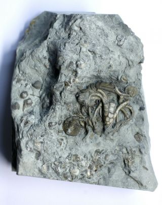 RARE Euspirocrinus Crinoid with Calymene Trilobite Quebec 2