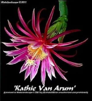 Dragon,  Fruit,  Hybrid,  " Kathie Van Arum ",  4,  Plant,  (s),  In 1,  Pitahaya,  Rare,  Fruit