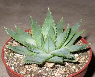Aloe Polyphylla Spiral 9,  5cm Rare Succulent Plant Echeveria Ariocarpus Agave J