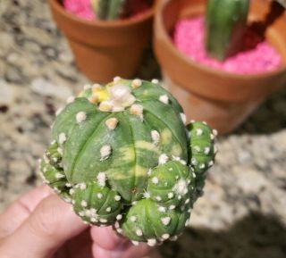 Rare Variegated Astrophytum Asterias Degrafted Cactus Not Myriostigma 1