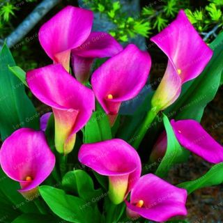 Calla Lily Bulbs,  Not Seeds,  Rare Flower Bulbs,  Dark Pink Calla Lily Flowers