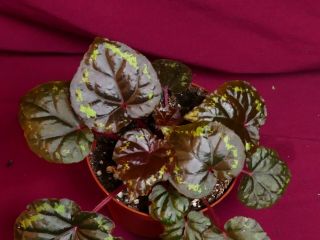Begonia Plant Ignita 4 