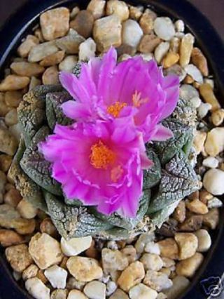 Ariocarpus Fissuratus Exotic Living Stone Rock Rare Cactus Cacti Seed 30 Seeds