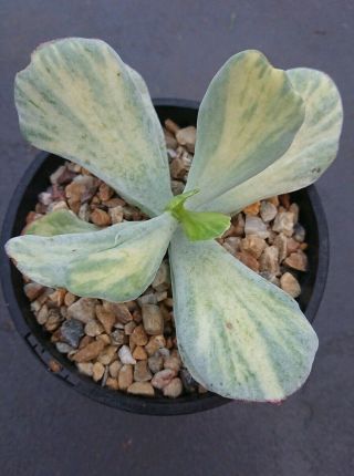 Cotyledon Orbiculata Variegated Rare Succulent Collectors Plant