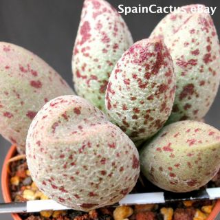 Adromischus marianiae var alveolatus “PA 2027” rare succulent plant 26/5 2