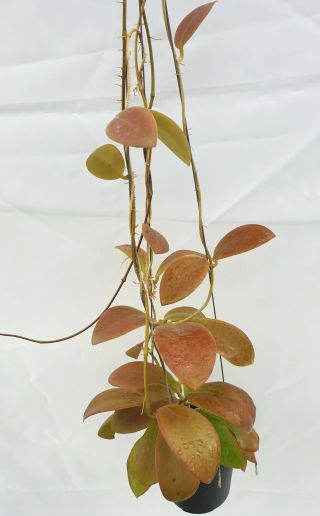 1 Pot,  20 - 22 Inches Rooted Plant Of Hoya Mindorensis Red Leaves Very Rare
