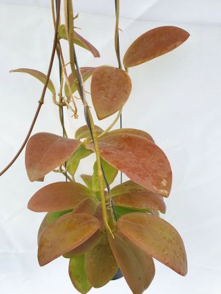 1 pot,  20 - 22 inches rooted plant of Hoya mindorensis red leaves Very Rare 2