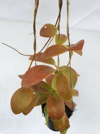 1 pot,  20 - 22 inches rooted plant of Hoya mindorensis red leaves Very Rare 3
