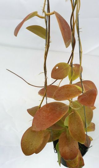 1 pot,  20 - 22 inches rooted plant of Hoya mindorensis red leaves Very Rare 4
