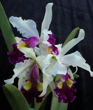 Rare Orchids - C Hardyana Alba 