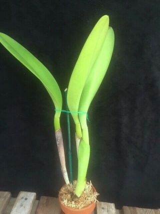 Rare Orchids - C Hardyana alba ' Select ' (warscewiczii x dowiana) 2