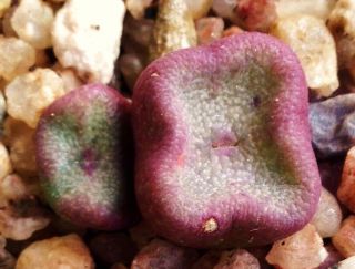 Conophytum Cubicum,  Rare Mesemb Exotic Succulents Seed Living Stones 100 Seeds