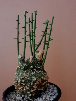 Adenia Globosa - Succulent - Caudex - Rare - South Africa - Import