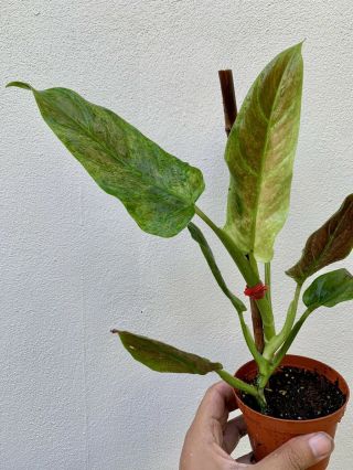 Rare Philodendron Variegated Subhastatum (aroid Anthurium,  Monstera)