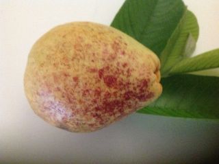 Pakistani Larkana Guava Tree Extremely Sweet,  Rare Fruit
