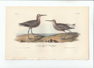 Rare 1st Ed Audubon Birds Of America 8vo Print 1840: Long - Legged Sandpiper.  334