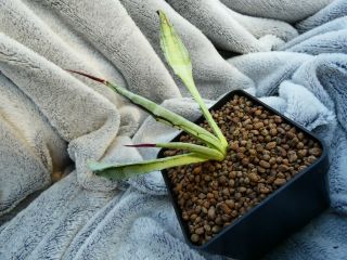 Agave utahensis ssp.  kaibabensis f.  cristata / Kaibab Plateau Arizona / - r - rare 4