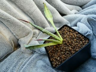 Agave utahensis ssp.  kaibabensis f.  cristata / Kaibab Plateau Arizona / - r - rare 5