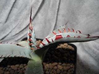 Agave Palmeri ´kutsugen No Mai Ogi´ / Extremely Rare Plant - Wide Spines