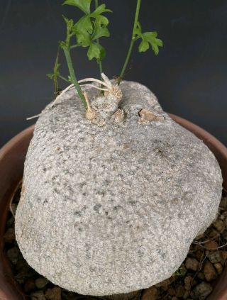 Ibervillea Sonoris Rare Old 20 Cm Pot On Roots