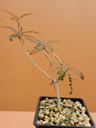 Boswellia Socotrana - Succulent - Caudex - Rare - Socotra - Seedling