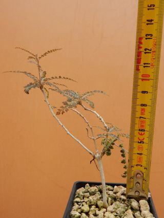 Boswellia socotrana - Succulent - Caudex - Rare - Socotra - Seedling 3