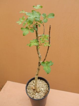 Commiphora Gileadensis - Succulent - Caudex - Rare - Oman - Import