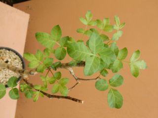Commiphora gileadensis - Succulent - Caudex - Rare - Oman - Import 2