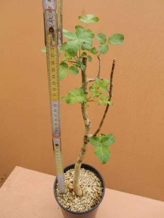 Commiphora gileadensis - Succulent - Caudex - Rare - Oman - Import 3