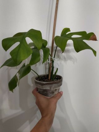 Rhaphidophora Tetrasperma Aka Mini Monstera Philodendron ‘ginny’ / Rare Aroid