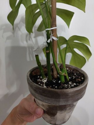 Rhaphidophora tetrasperma aka Mini Monstera Philodendron ‘Ginny’ / rare aroid 2