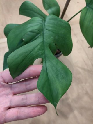 Rhaphidophora tetrasperma aka Mini Monstera Philodendron ‘Ginny’ / rare aroid 4