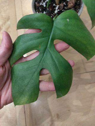 Rhaphidophora tetrasperma aka Mini Monstera Philodendron ‘Ginny’ / rare aroid 5