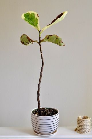 Ficus Lyrata Variegata Variegated Fiddle Leaf Fig Rare Tropical Plant