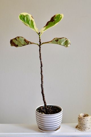 Ficus Lyrata Variegata Variegated Fiddle Leaf Fig Rare Tropical Plant 2