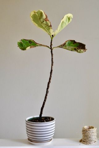 Ficus Lyrata Variegata Variegated Fiddle Leaf Fig Rare Tropical Plant 3