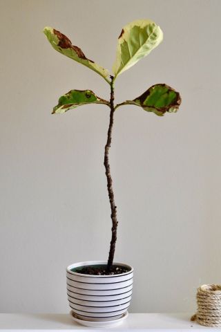 Ficus Lyrata Variegata Variegated Fiddle Leaf Fig Rare Tropical Plant 4