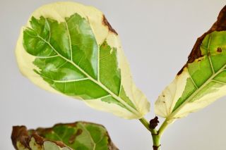 Ficus Lyrata Variegata Variegated Fiddle Leaf Fig Rare Tropical Plant 5