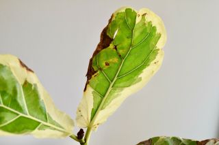 Ficus Lyrata Variegata Variegated Fiddle Leaf Fig Rare Tropical Plant 6