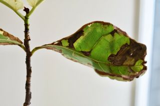 Ficus Lyrata Variegata Variegated Fiddle Leaf Fig Rare Tropical Plant 7
