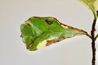 Ficus Lyrata Variegata Variegated Fiddle Leaf Fig Rare Tropical Plant 8