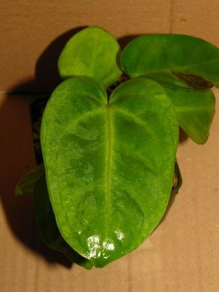 ANTHURIUM VILLENAORUM,  RARE Species,  Triangular Petiole,  Aroid Plant 3