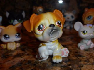 Littlest Pet Shop Rare Set of 12 Pets with Red Magnet 3